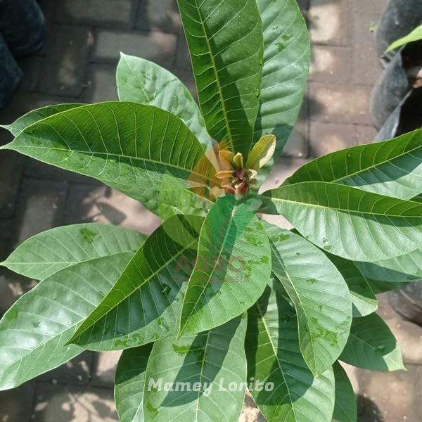 Bibit Sawo Mamey Sapote Lorito Asli Buah Jumbo