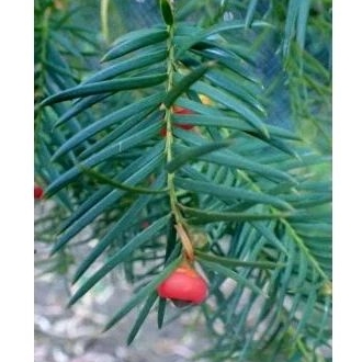 Taxus Sumatrana