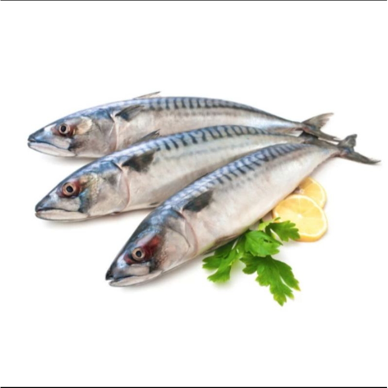 Ikan Tengiri Segar