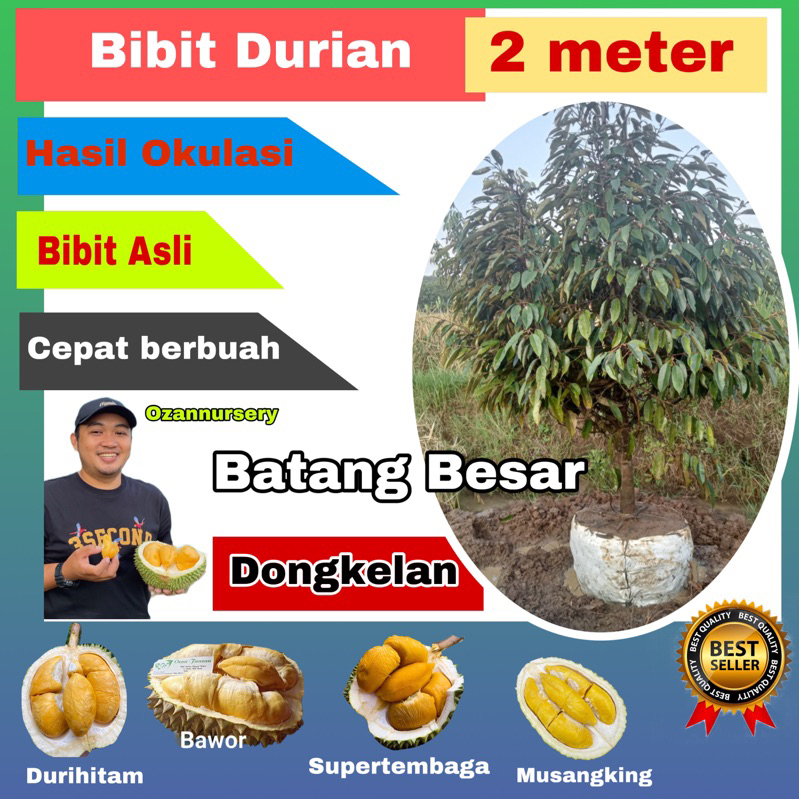 BIBIT DURIAN DONGKELAN ukuran 200cm cepat buah MUSANGKING, BAWOR, DURIHITAM ,SUPERTEMBAGA, NAMLUNG, 