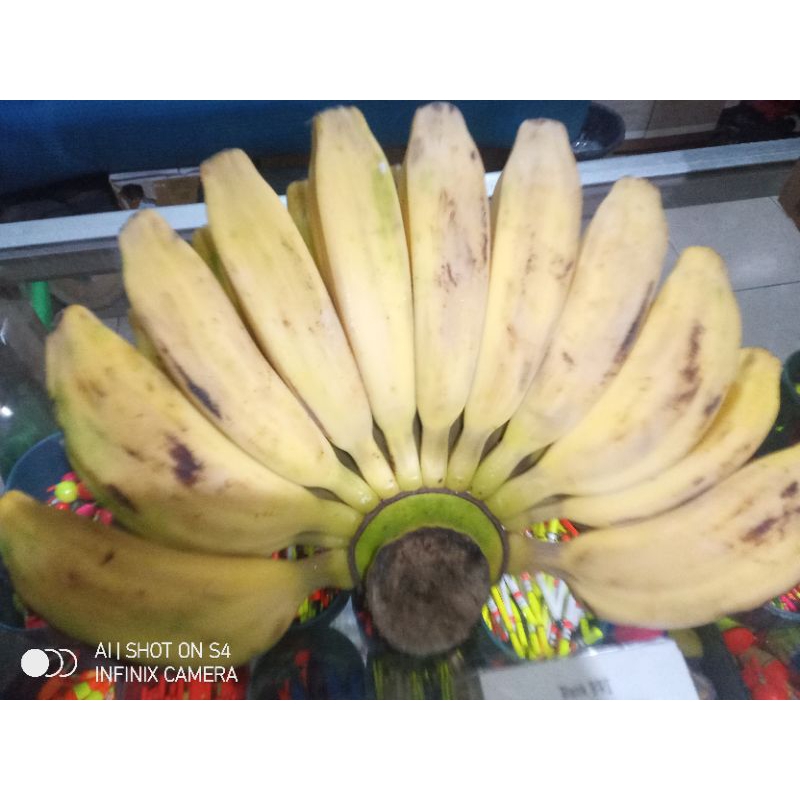 

Pisang Kepok Putih/Pisang Makanan Burung