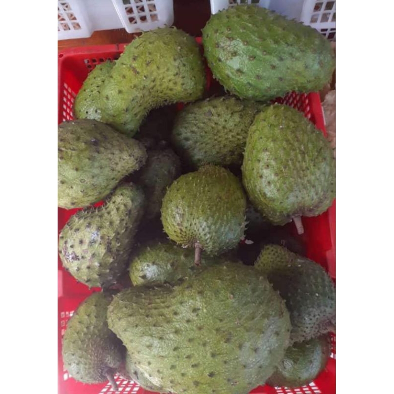 

Buah Sirsak 1 kilo