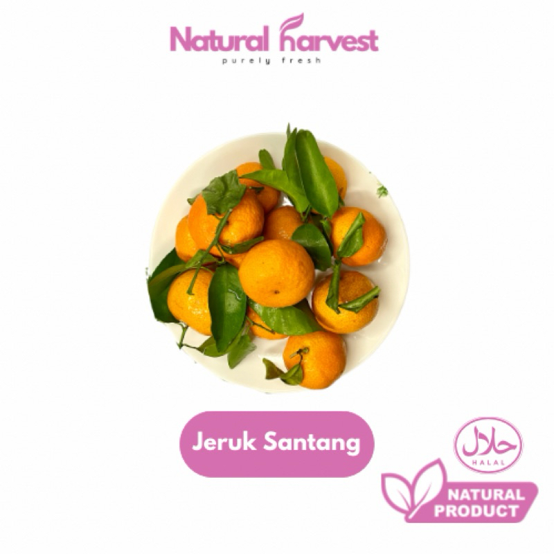 

Jeruk Santang Daun Super Import | NaturalHarvest!