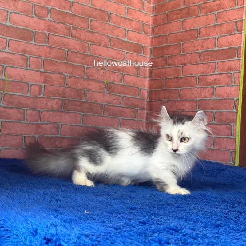 kucing kitten Munchkin kinkalow jantan