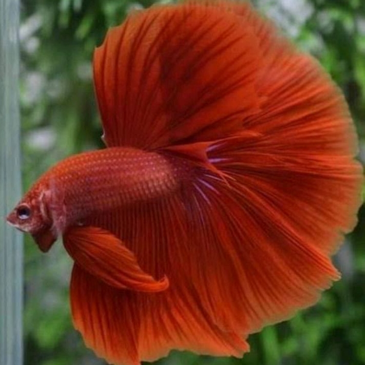 Ikan Cupang Halfmoon Rosetaile Warna Super Red Ukuran L+ Top Grade