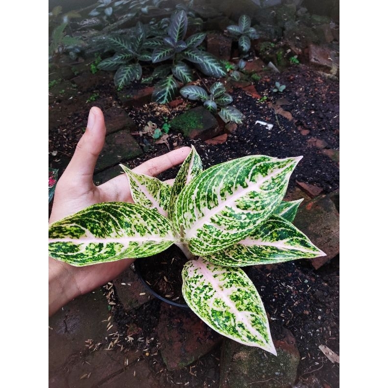 aglonema mutiara alba tanian lokal
