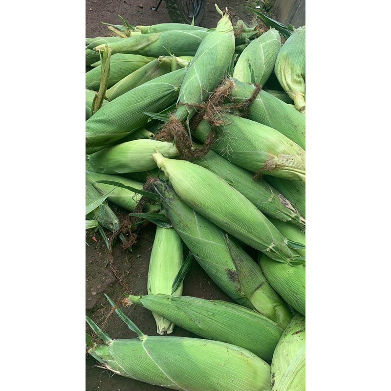 

Jagung manis paragon