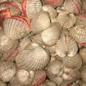 

kerang dara fresh 1kg