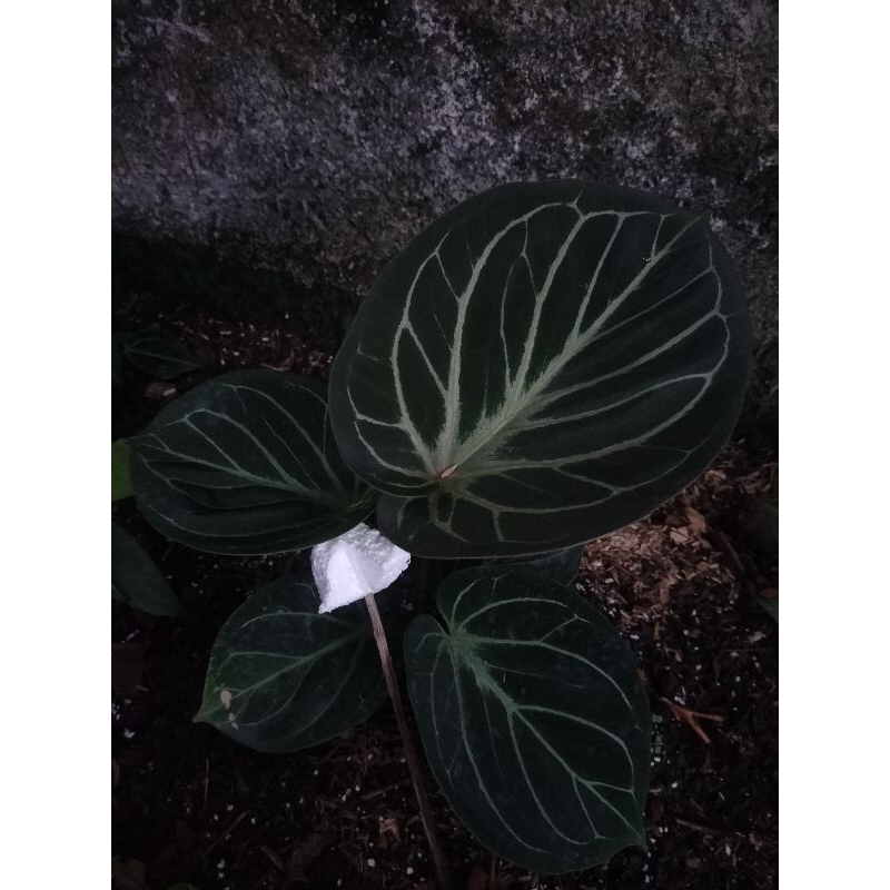 anthurium king of spades
