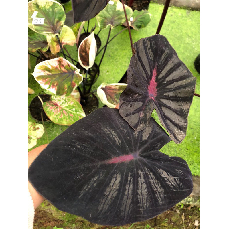 colocasia black lava