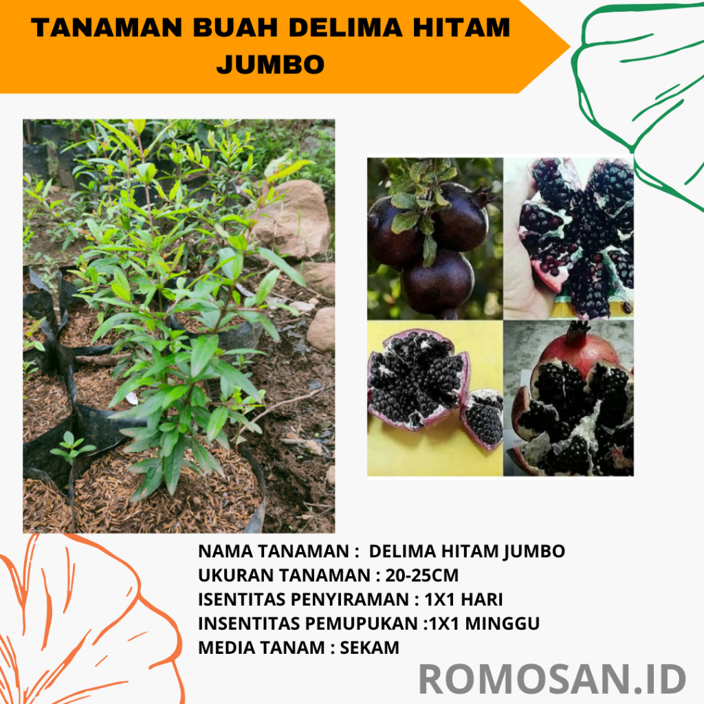 Bibit Tanaman Buah Delima Hitam Jumbo - Siap Berbunga / Berbuah -bibitbunga-romosan.id