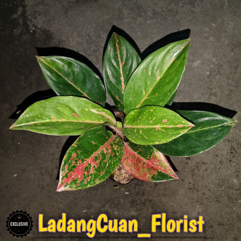 Aglonema Striptis Mutasi Roset Siap Pajang Josss