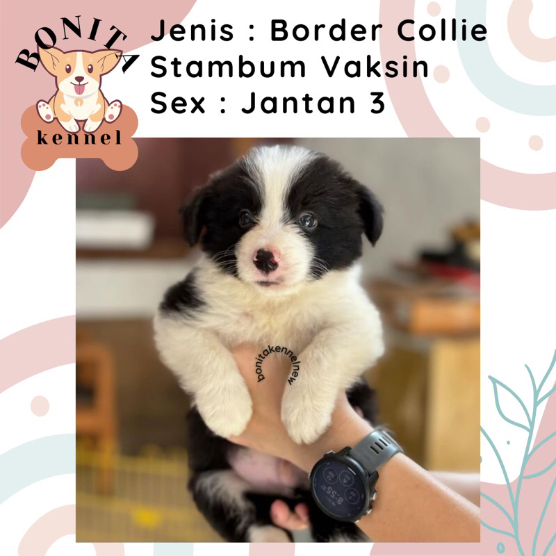 Border Collie Stambum Anak Anjing Border Collie Jantan Betina