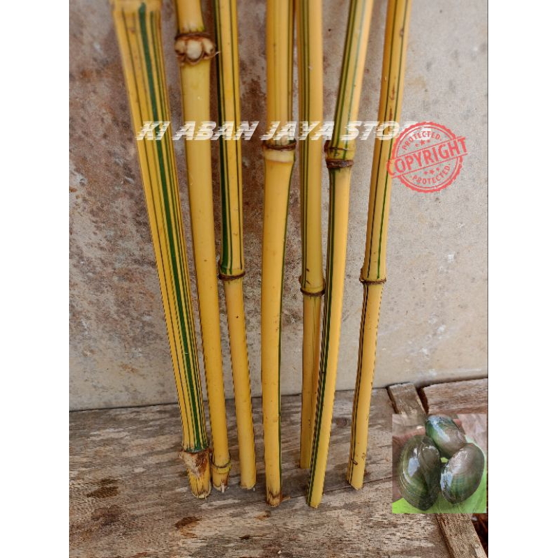 Potongan bambu kuning ukuran kecil untuk bahan kerajinan bambu