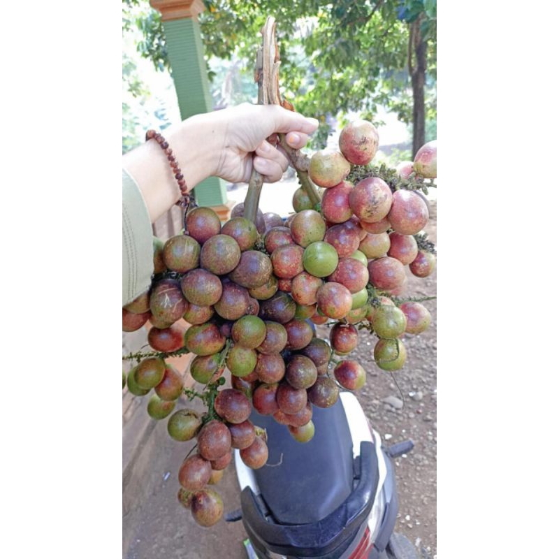 

Buah matoa asli manis kering keset fres segar enak kemasan 1kg.