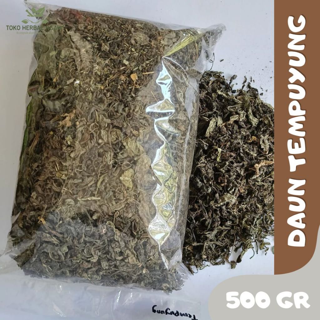 

Daun Tempuyung Kering