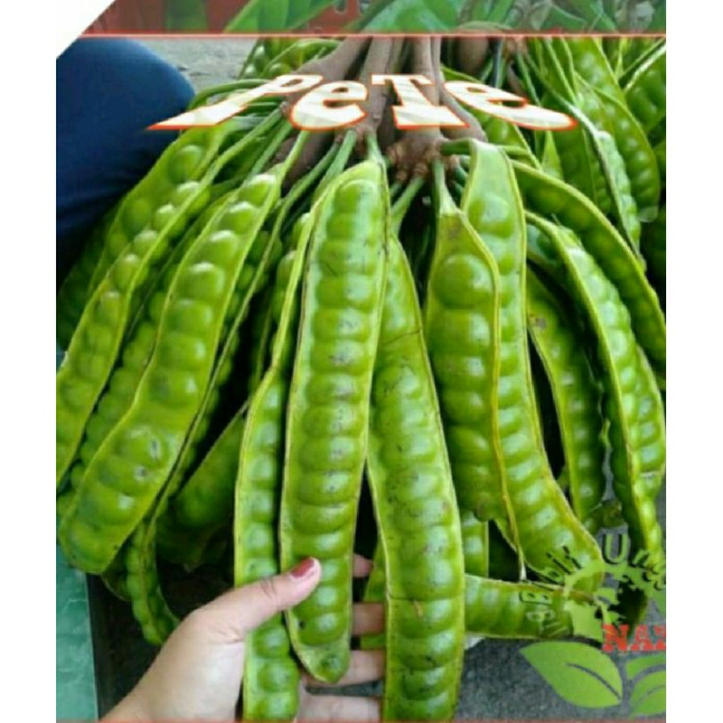

pete murah bisa COD loh. harga per papan/per lonjor. segar dan baru panen.