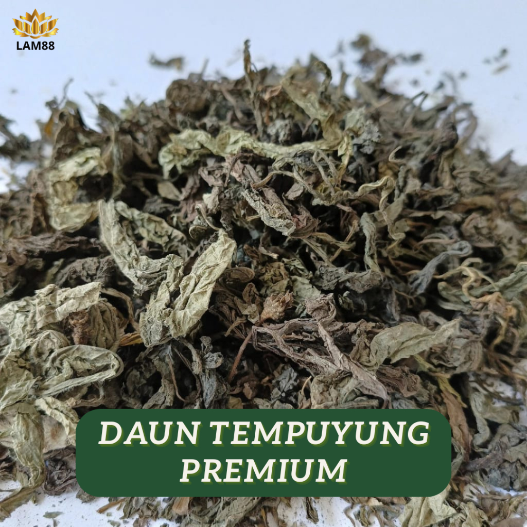

DAUN TEMPUYUNG KERING 100% ALAMI