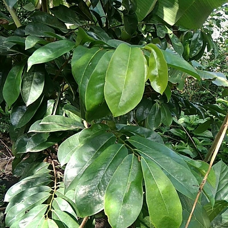 

daun sirsak 101 lembar