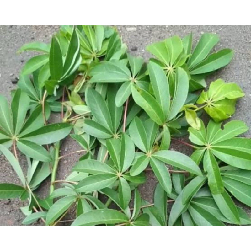 

Daun randu segar petik langsung 500 gram