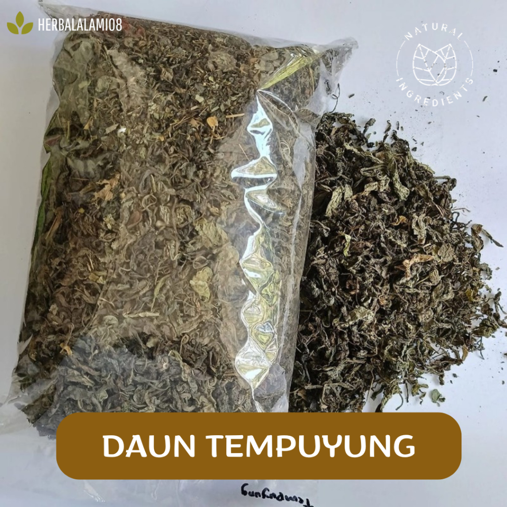 

DAUN TEMPUYUNG KERING KUALITAS SUPER