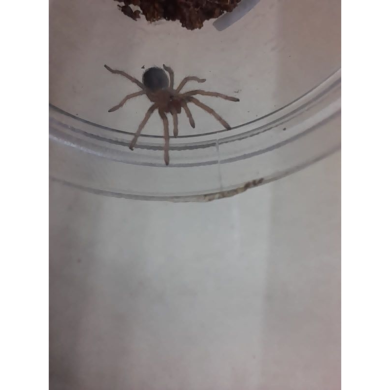 DISPLAY TARANTULA BRACHYPELMA BOEHMEI BISA BERJALAN