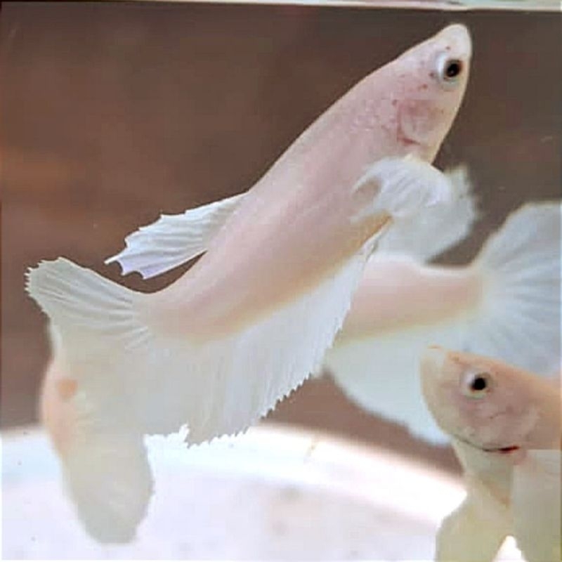 Halfmoon Dumbo Ear White Female Hiasan Kamar