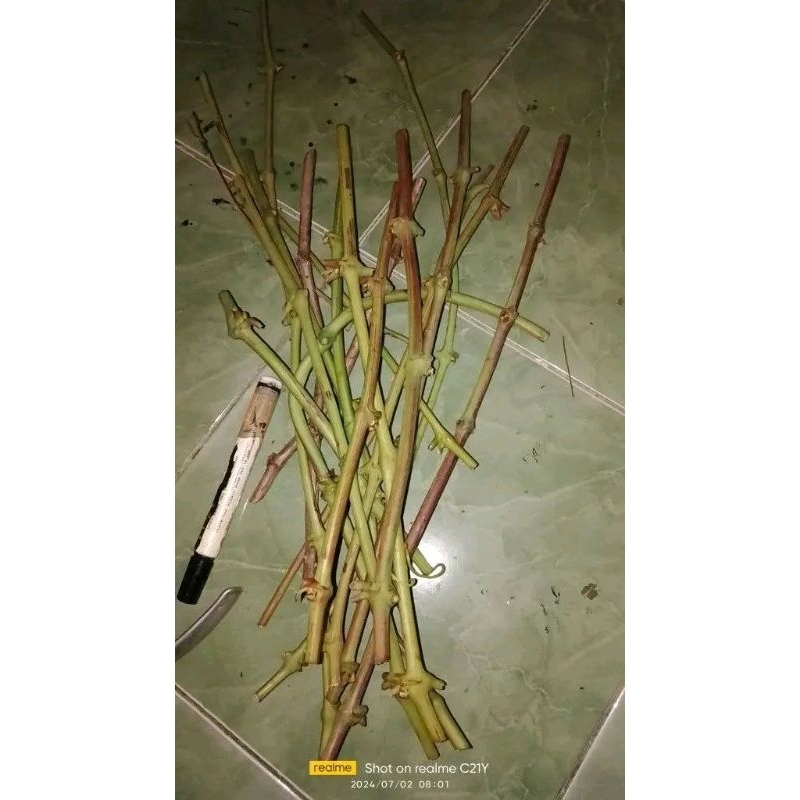 entres anggur import diamond+Harold+Julian+jubile+diamond+Jupiter 120 matun fresh baru potong