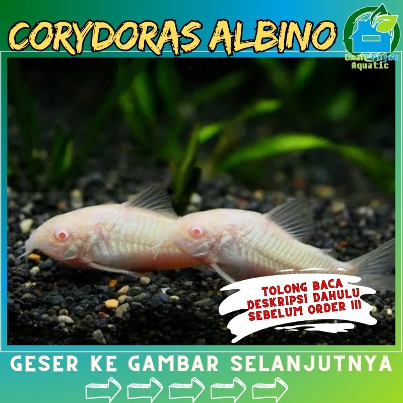 

√ jual corydorrras aIbino
