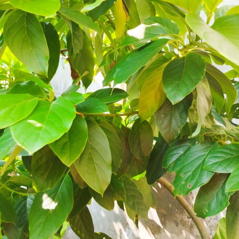 

daun alpukat taman sendiri segar langsung dipetik dari pohon