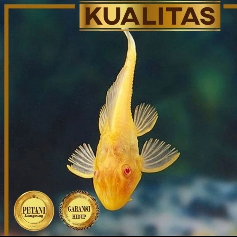 Pleco Albino 15 cm Ikan Hias Aquarium Aquascape Hiasan Tanaman Air Sapu Sapu