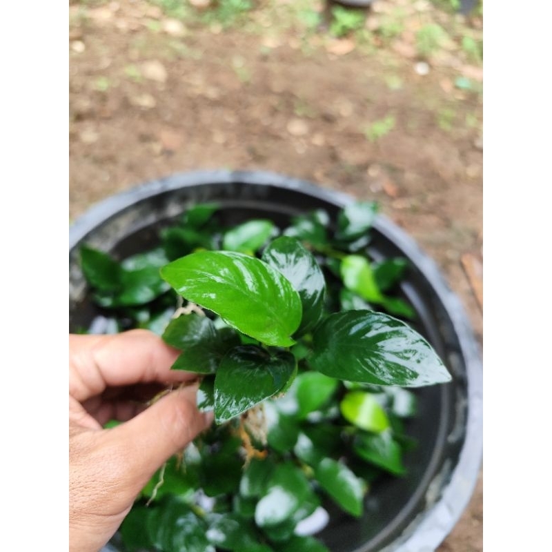 Tanaman aquascape Anubias nana size M