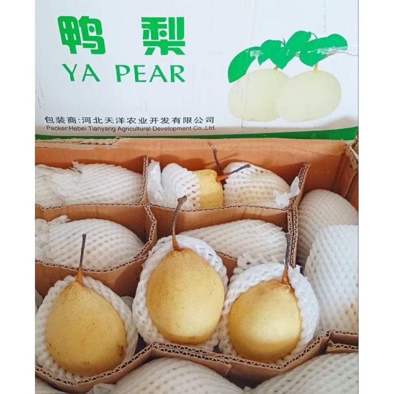 

Pear Ya Lie 1 kardus 16 kg