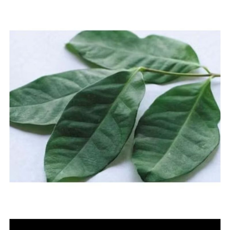 

promo daun salam segar per pack