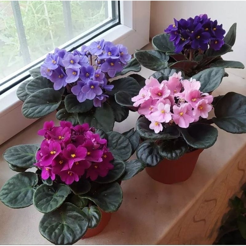 Tanaman Hias Hidup Bunga Violces - Bunga African Violet
