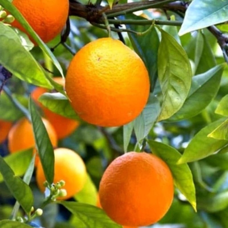 Bibit jeruk baby java kondisi berbuah