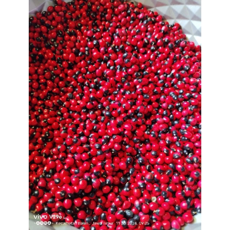 BIJI SAGA RAMBAT(sogok tunteng)100gr