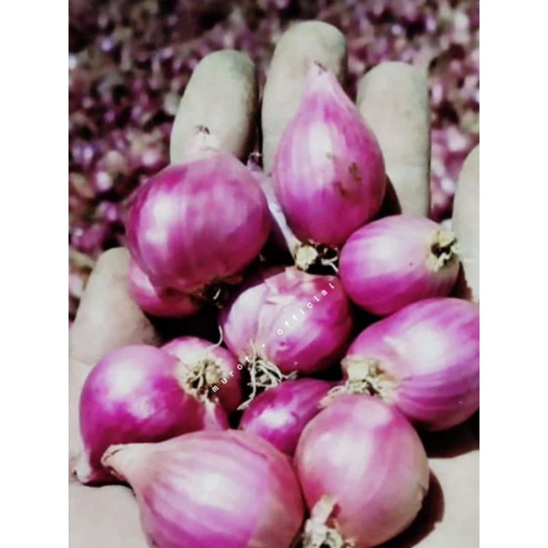 

Bawang merah berkualitas (bamer)