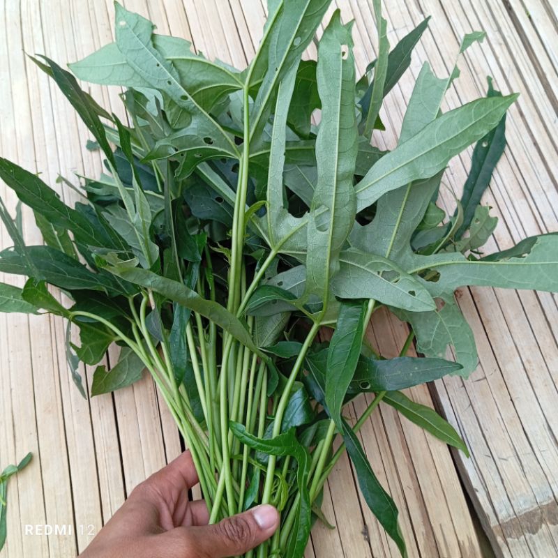 

Daun Sedi Segar petik langsung 250 gram