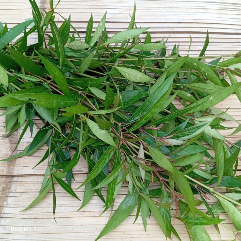 Daun prasman atau genjik segar 250 gram