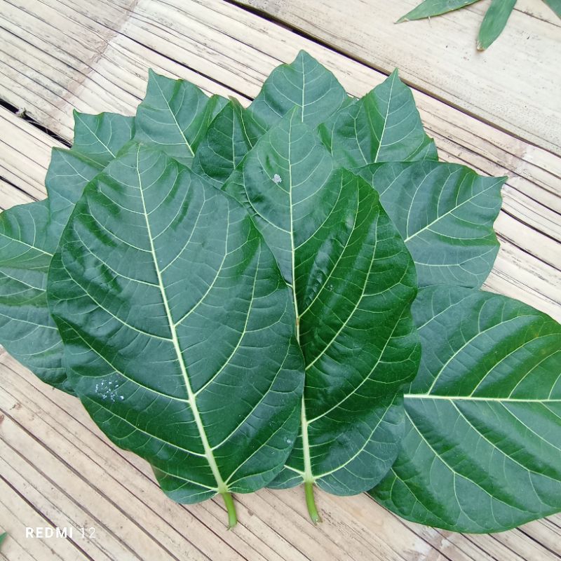 

Paket 500 gram Daun Awar Awar Segar petik langsung