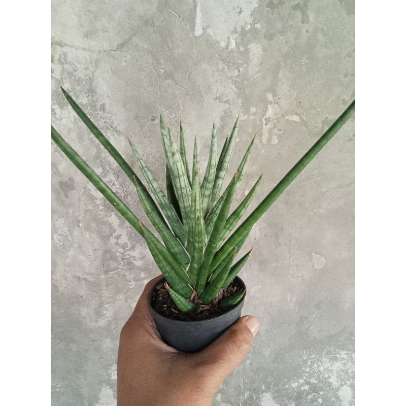 sansevieria fransisii hijau