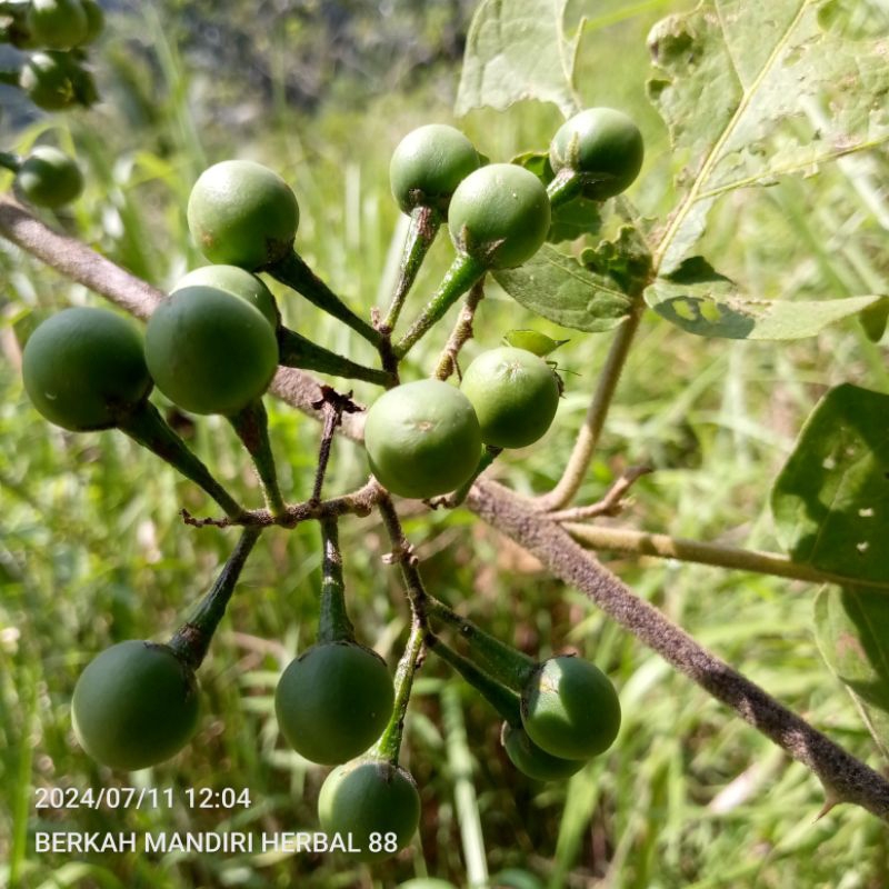

buah cepokak,takokak segar 500 gram