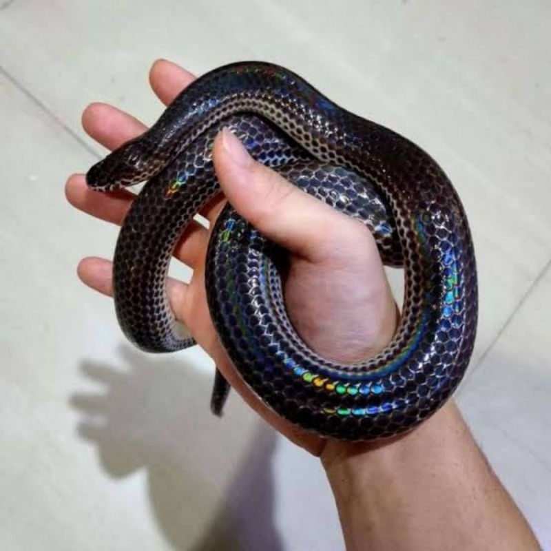 Mainan Ular Pelangi Unicolor Hidup Ukuran Jumbo NON COD