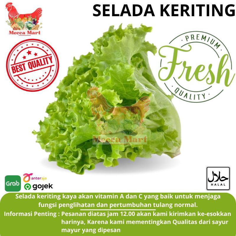 

SELADA KERITING FRESH - SAYURAN FRESH