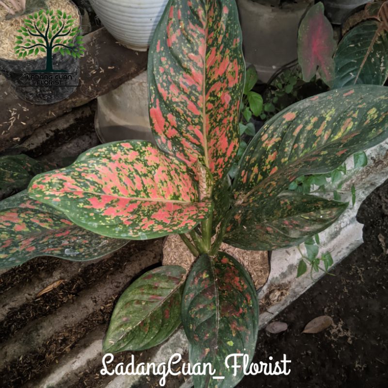 TANAMAN HIAS AGLONEMA SUPER RED VENUS SPEK REMAJA JUMBO JOSS