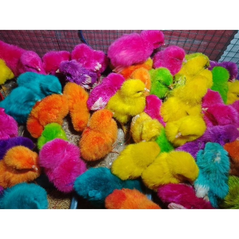 Anak Ayam Pelangi