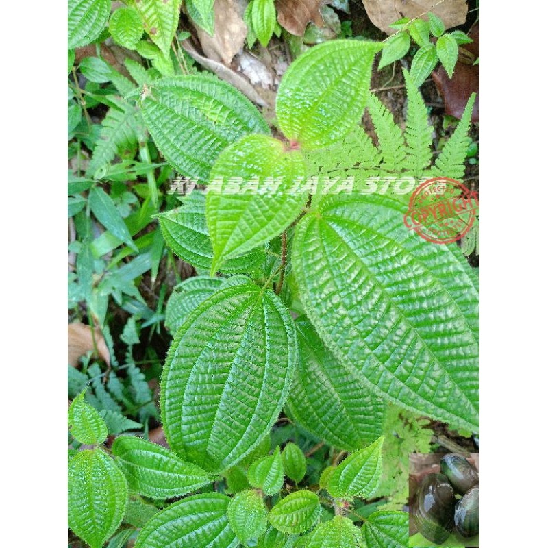 

Daun senggani harendong 500 gram