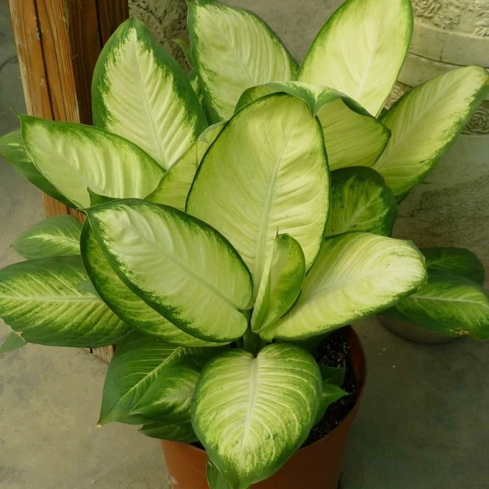 tanaman blanceng susu corak hijau plus pot