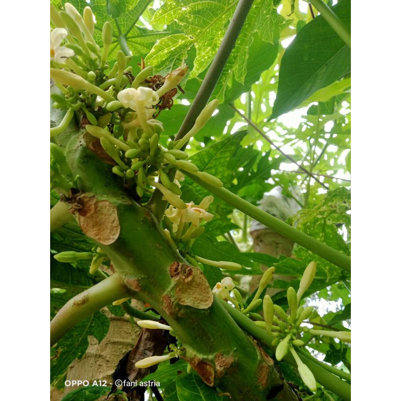 

bunga pepaya segar 100gram segar fress